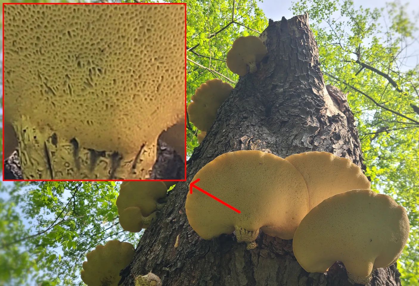 Dryad's Saddle shelves on a dead tree / Closeup of mature pores Closeup of mature pores