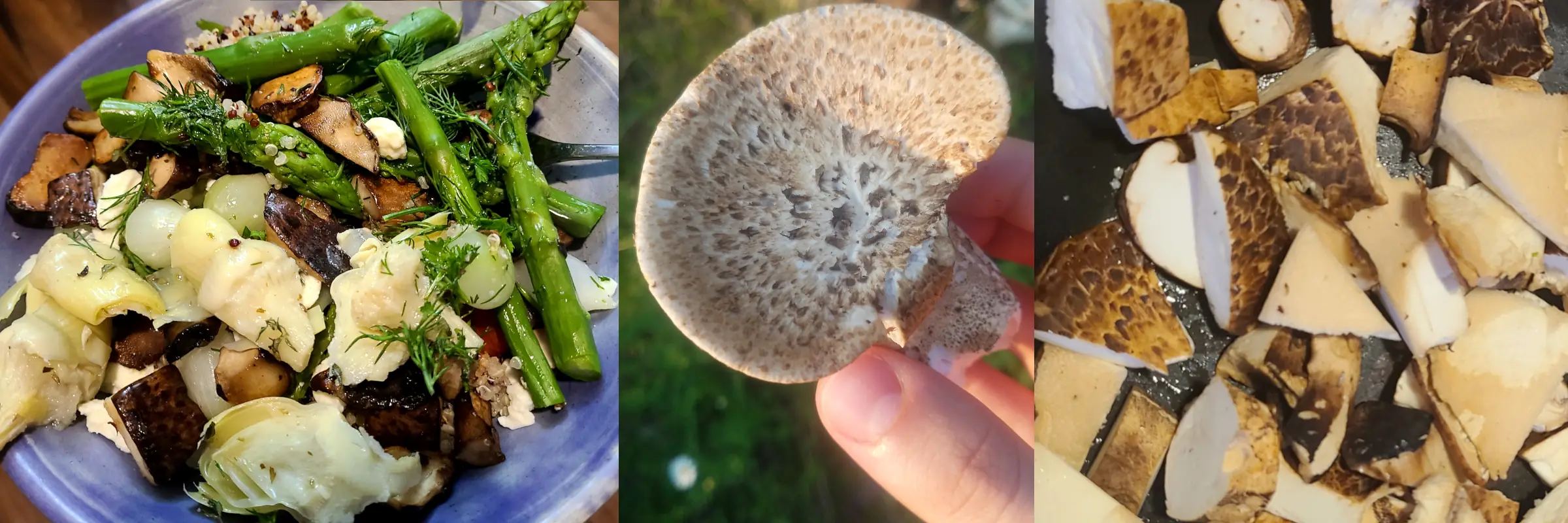 Dryad's Saddle — A Mushroom Love Story (tips and recipes)